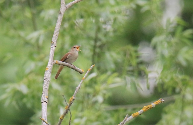 Forêt départementale de Méridon